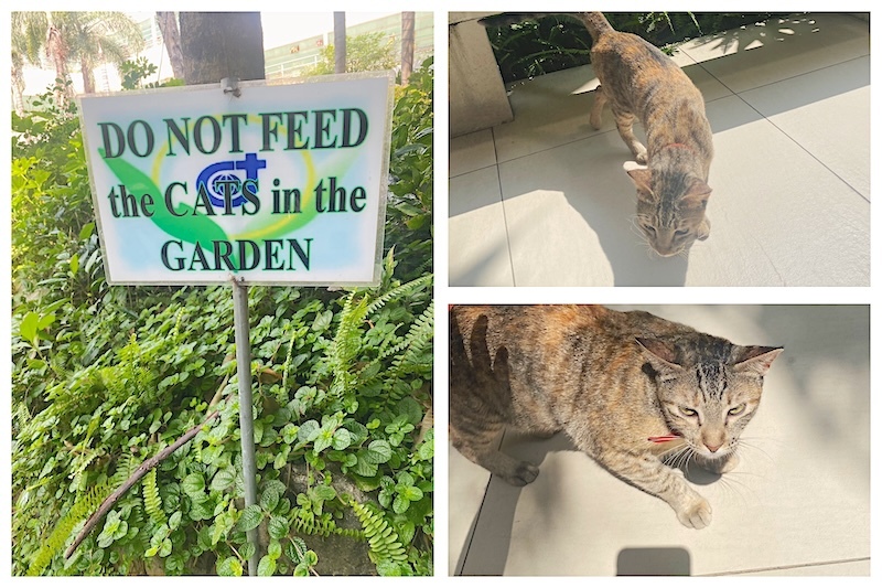 a picture of a sign that reads "DO NOT FEED the CATS in the GARDEN" followed by two photos of a cat coming out of the garden